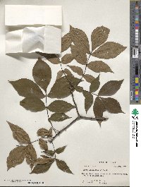 Carya glabra image