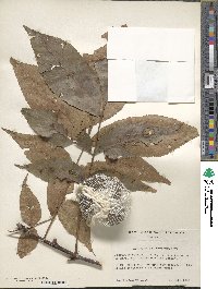 Carya glabra image