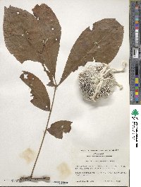 Carya glabra image