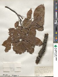 Carya glabra image