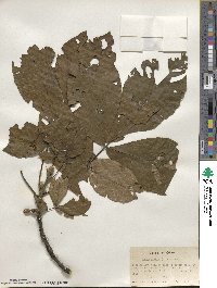 Carya glabra image