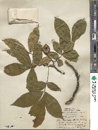 Carya glabra image