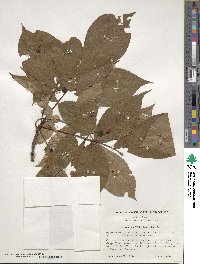 Carya glabra image