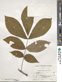 Carya glabra image