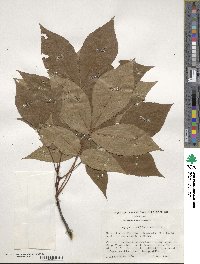 Carya glabra image