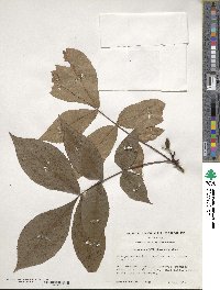 Carya glabra image