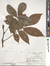 Carya glabra image