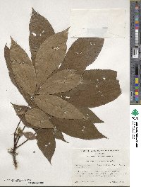 Carya glabra image