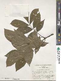 Carya glabra image