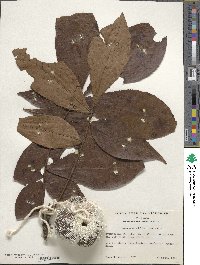 Carya glabra image