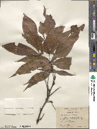 Carya glabra image