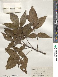 Carya glabra image