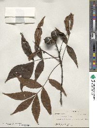 Carya glabra image