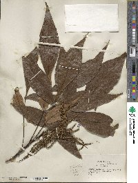 Carya glabra image