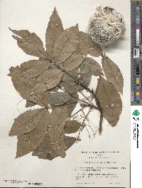 Carya glabra image