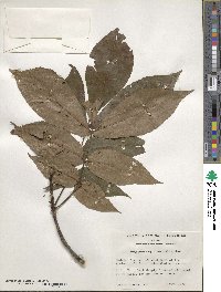 Carya glabra image