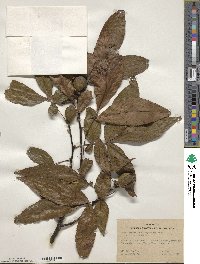 Carya glabra image