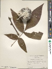 Carya glabra image