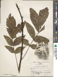 Carya glabra image