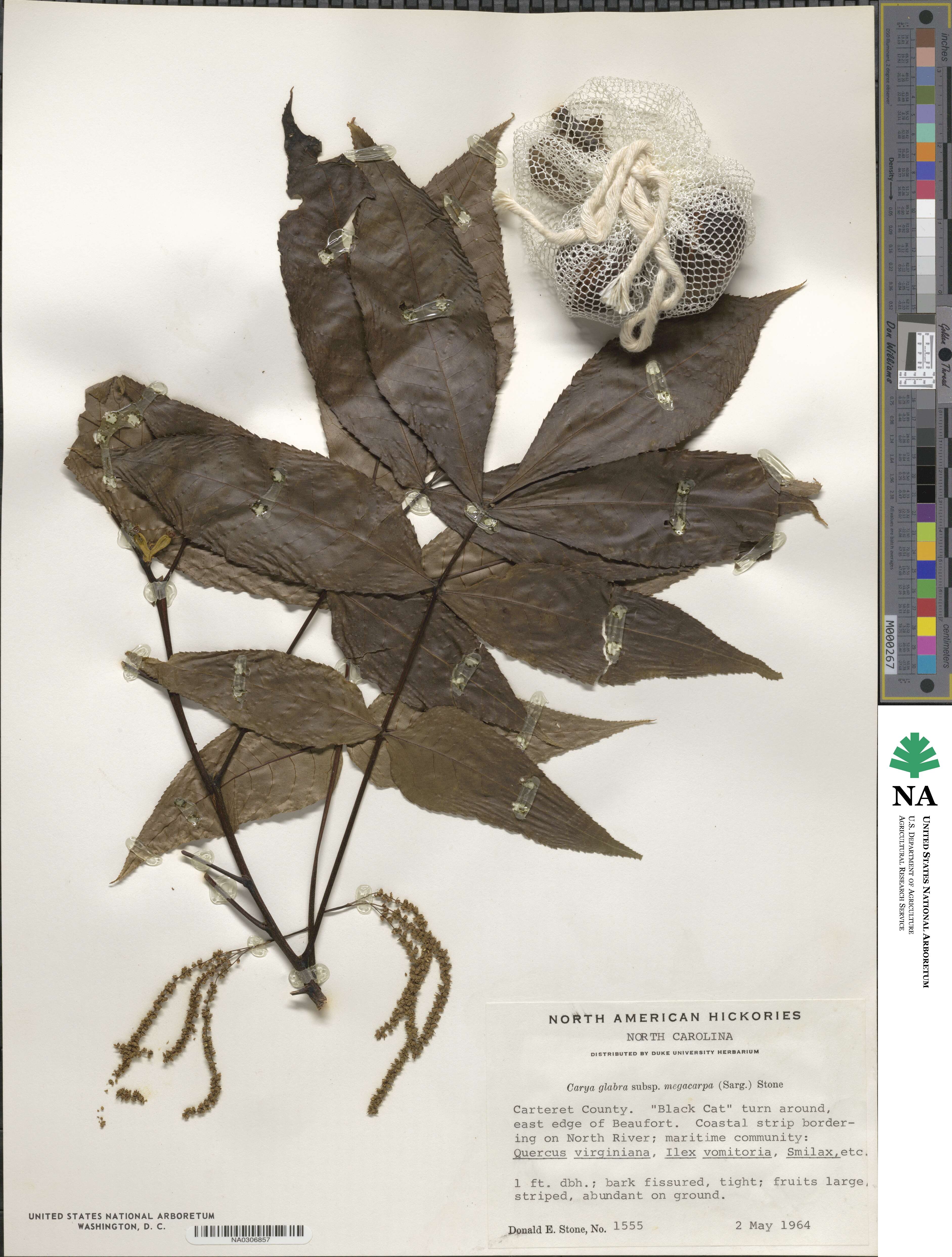 Carya glabra image