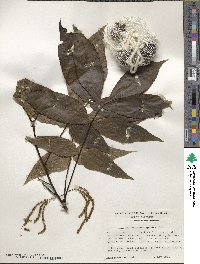 Carya glabra image