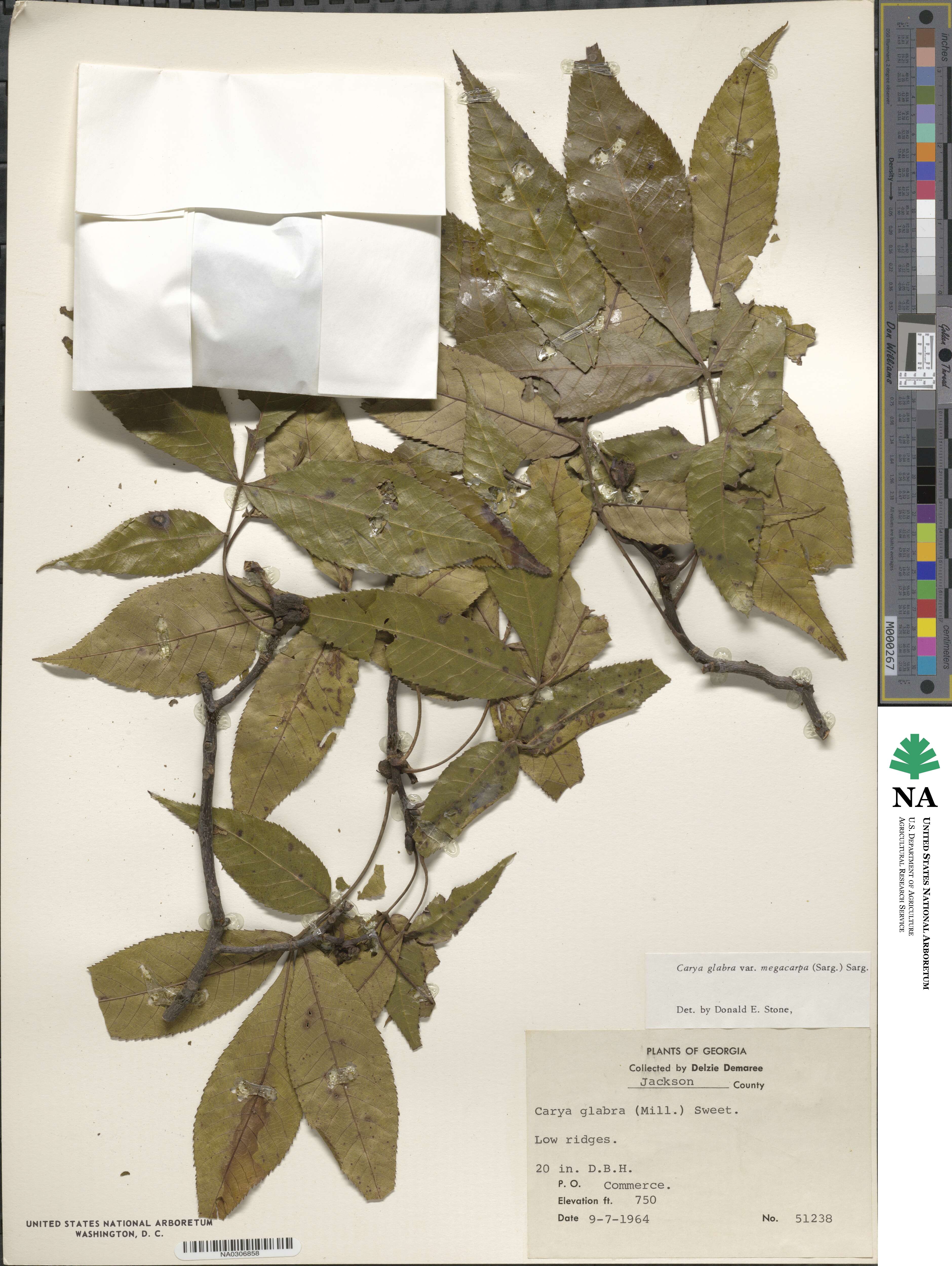 Carya glabra image