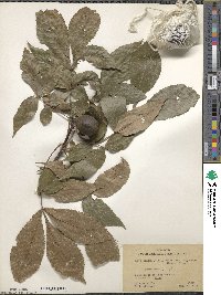 Carya glabra image