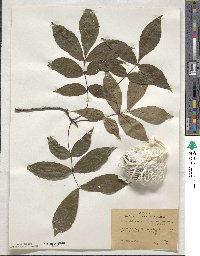 Carya glabra image