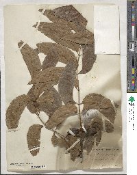 Carya illinoinensis image