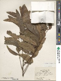 Carya illinoinensis image