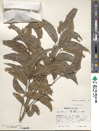 Carya illinoinensis image