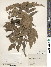 Carya illinoinensis image