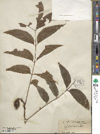 Carya illinoinensis image