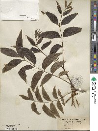 Carya illinoinensis image