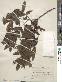 Carya illinoinensis image