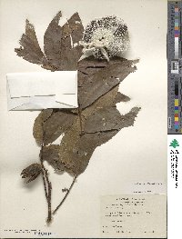 Carya illinoinensis image