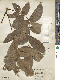 Carya illinoinensis image