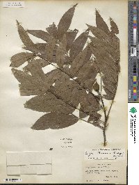 Carya illinoinensis image