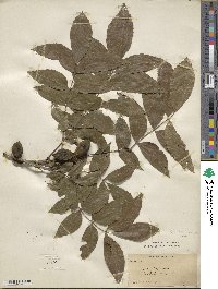 Carya illinoinensis image