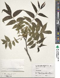 Carya illinoinensis image