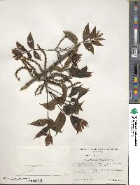 Carya illinoinensis image