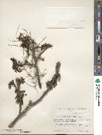 Carya illinoinensis image