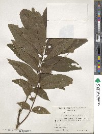 Carya illinoinensis image