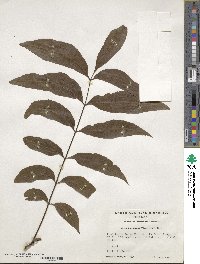 Carya illinoinensis image