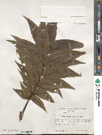 Carya illinoinensis image