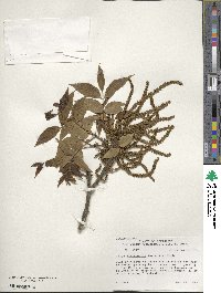 Carya illinoinensis image