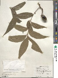 Carya illinoinensis image