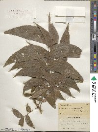 Carya illinoinensis image