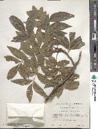 Carya illinoinensis image