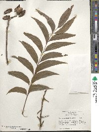 Carya illinoinensis image